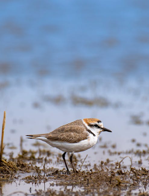 A small bird, likely a sandpiper, standing on wet, muddy ground near a body of water, with its slender legs and pointed beak visible. The bird has brown, white, and black markings on its feathers, and